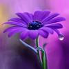PurpleGirl - @bobbiepaul22 - TikTok