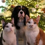 Bobbie, wolfie en tijgertje - @bobbiewolfieentijgertje - Instagram