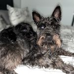 𝘉𝘰𝘣𝘣𝘺 & 𝘉𝘰𝘯𝘯𝘪𝘦 𝘉𝘢𝘨𝘭𝘦𝘺 🐾 - @bobbybagleyxx - Instagram