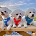 Bobby, Bailey & Benji - @bobbybaileybenji - Instagram