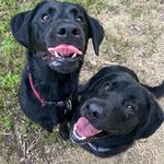 Bobby & Bean - @beanie.bobby_ - Instagram
