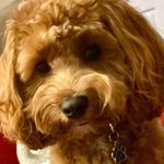 Bobby Bean - @mrs_beans_teddy_ - Instagram