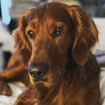 Bobby Bean Jelly Dream Hopalong Holiday - @holidaythegoldenirish - Instagram