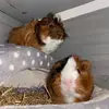 •Eva and potato’s• - @bobby_bean2 - TikTok