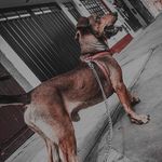 ZEUS D' BOBBY BELTRAN - @zeusbeltran - Instagram
