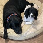 Bentley & Bobby Adventures - @bentley_and_bobby - Instagram