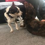 Bobby&Bentley🐡 - @bobby.love.bentley - Instagram