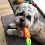 Bobby “fur-mino” Byrne - @bobbythezuchonshichon - Instagram