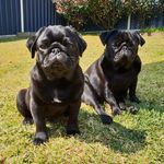 Bobby & Carlino - @bobbycarlino - Instagram