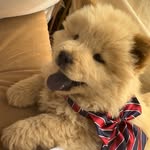 Bobby | Chow Chow Dog 🐶 - @bobby.chow.chow - Instagram