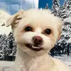 Bobby - @bobbychoww - TikTok