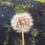 Bobby Chow - @musella_chow - Instagram