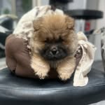 @bobby_chow_chow - Instagram