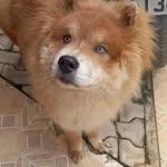 Bobby chowchow - @eubobbychowchow - Instagram