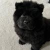 BobbyChow - @bobbychow44 - TikTok