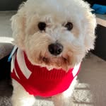 Bobby Cullen - @bobbypooch.78 - Instagram