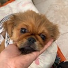 Bobby - @bobby.pekingese - TikTok