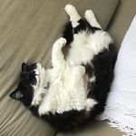 Bobby Hill Gentry - @bobbiecincycat - Instagram