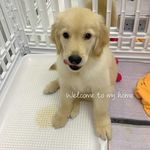 @bobby._.goldendairy - Instagram