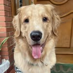 Bobby - golden retriver - @bobbyelgorro - Instagram
