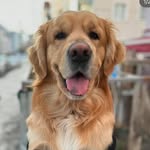 ~Bobby~ - @_bobby_golden_ - Instagram