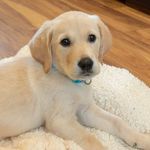 Bobby | Golden Retriever - @bobby_thegoldie - Instagram