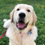 Bobby - @bobby.the.golden.man - Instagram