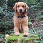 Bobby - @bobby_golden.retriever - Instagram