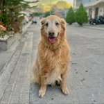 Bobby - @bobby_golden_retriever - Instagram