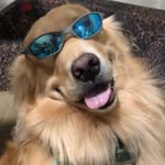BOBBY - @bobbygolden.retriever - Instagram