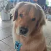 Bobby Golden - @bobbyofmagicland - TikTok