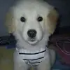 Bobby Golden - @bobby.golden2 - TikTok