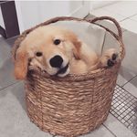 Bobby golden retriever - @bobby04821 - Instagram