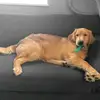 Bobby Golden Retriever❤️🦮 - @bobby_goldenretriever - TikTok