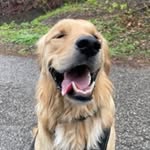 Bobby, Golden Retriever 🇨🇦 - @bobby_thegoodboy - Instagram