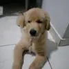 Bobby - @goldenbobby_ - TikTok