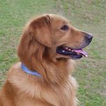 Bobby The Golden - @bobbybornhorst - Instagram