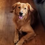 Bobby The Golden - @bobby.the.golden - Instagram