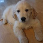 Bobby The Golden One - @bobby_golden_boy - Instagram