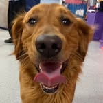 Bobby The Golden Retriever - @bobby.golden.retriever - Instagram