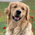 golden bobby - @bobby_goldenretriver - Instagram