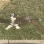 Bobby Lolo & Hendrix - @2catsnthehusky - Instagram