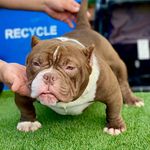 Bobby Her - @topsecretbullies_bobby - Instagram