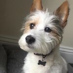 Bobby Jarvis - @thelifeofbobbyj - Instagram