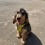 Bobby Joël🐾 - @bobby_the_tri_sable_cocker - Instagram