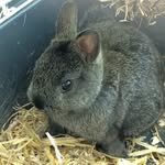 .Bobbie.en.jumper. - @bobbie.jumper.the.bunnies - Instagram