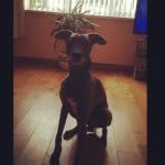 Bobby - @bobby_jumper_dog - Instagram