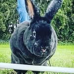 Bobby the Bunny - @bobby_thejumper - Instagram