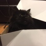 Bobby June - @automatom01 - Instagram