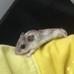 Bobby Jérémy Lemoine - @bobbylehamster - Instagram